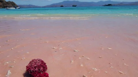 Vibrant pink coral reef Stock-Footage 345409628