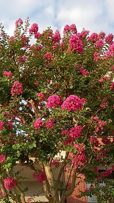 Vibrant Pink Crape Myrtle Flowers Blooming on Tree Under Blue Sky Stock Footage 340221062