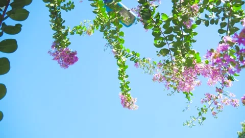 Vibrant Pink Crape Myrtle Flowers Swaying Against A Clear Bright Blue Summer Sky Stock Footage 341998250