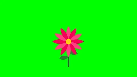 Unfolginh Flower Stock Videos – Royalty-Free HD & 4K Videos | Pond5