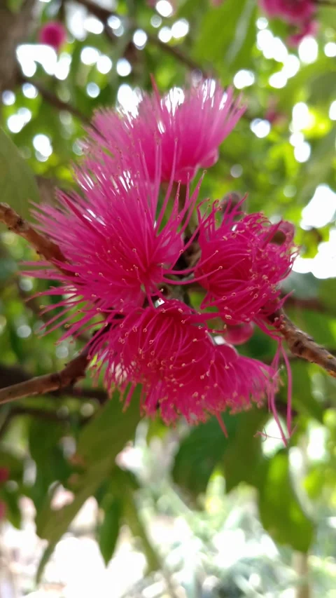 Vibrant pink flower bursts with delicate, feathery petals Stock Footage 331846334