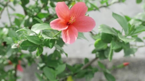 Vibrant Pink Flower Elegantly in Bloom 스톡 동영상 314434503