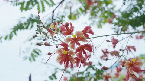 Vibrant pink flowers bloom on a tree branch outdoors in nature. Video stock 328026852