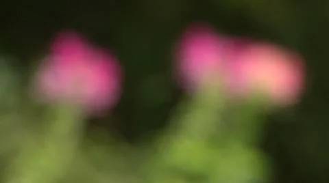 Vibrant pink flowers Video stock 33869413