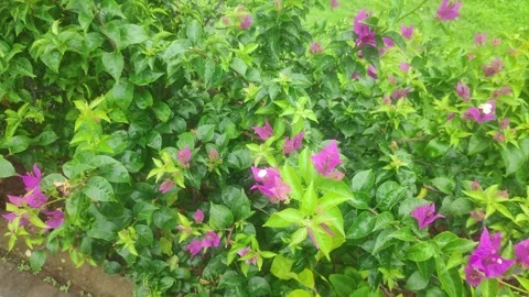 The vibrant pink flowers Stock Footage 302946486