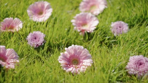 Vibrant Pink Gerbera Daisies Amidst Grassy Foliage Stock Footage 343404183