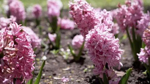 Vibrant Pink Hyacinth Flowers Blooming in Sunny Spring Garden Bed 스톡 동영상 339072053