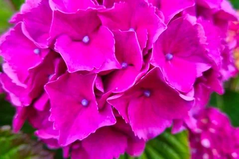 Vibrant Pink Hydrangea Bloom in Full Glory for Spring Floral Designs 库存照片