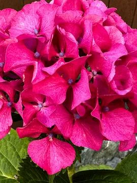 Vibrant Pink Hydrangea Bloom Stock Photos