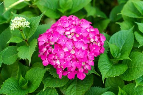 Vibrant Pink Hydrangea Bloom Surrounded By Lush Green Foliage Stock-Fotos