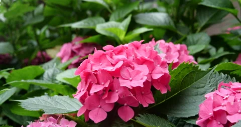 Vibrant Pink Hydrangea Blossoms in Green Summer Garden Stock Footage 342028645