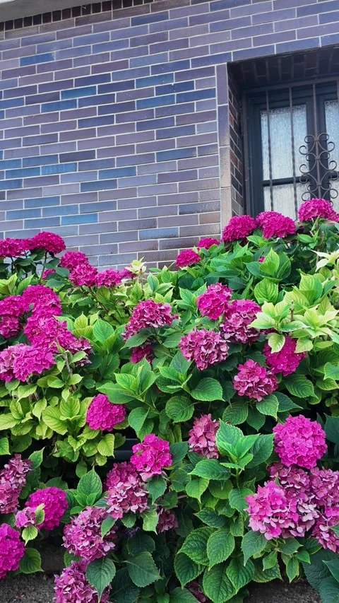 Vibrant pink hydrangea bushes bloom profusely in lush garden setting Stock Footage 341526200