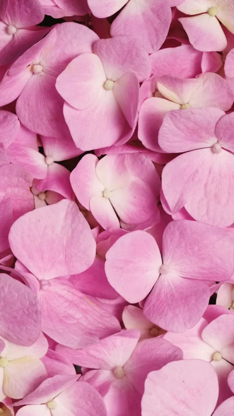 Vibrant pink hydrangea floral background for spring or summer themes. Stock Footage 279715237