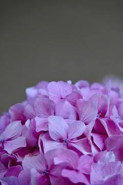 Vibrant Pink Hydrangea Flowers in Bloom Close Up with Neutral Copy Space Stock Photos
