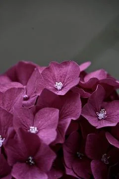 Vibrant Pink Hydrangea Flowers in Bloom Close Up with Neutral Copy Space Stock Photos