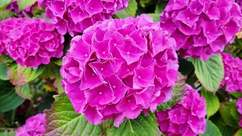 Vibrant pink hydrangea flowers in full bloom Stock-Footage 341256052
