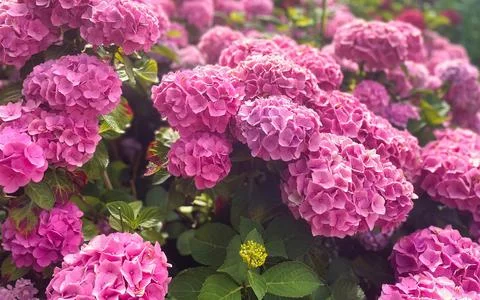 Vibrant pink hydrangeas bloom abundantly in a lush garden setting under sof.. Stock Photos