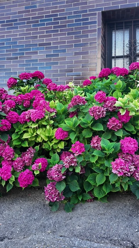 Vibrant pink hydrangeas bloom beautifully against a textured brick wall Stock Footage 341526215