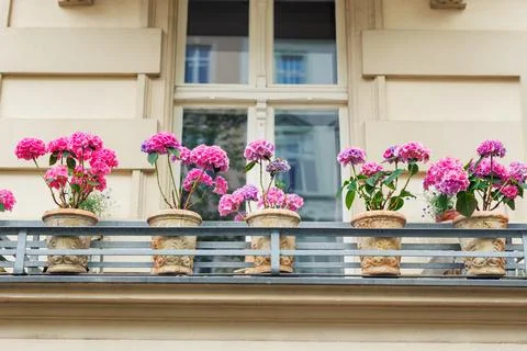 Vibrant pink hydrangeas bloom in elegant terracotta pots along charming balco Stock Photos