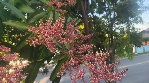 Vibrant pink mango tree blossoms Stock Footage 337889696