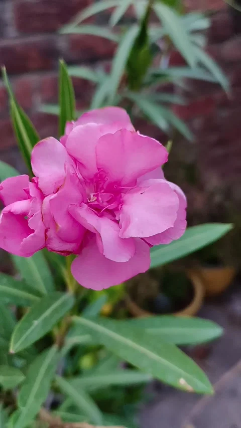 Vibrant Pink Oleander Flower Close-Up 库存影片 340517229