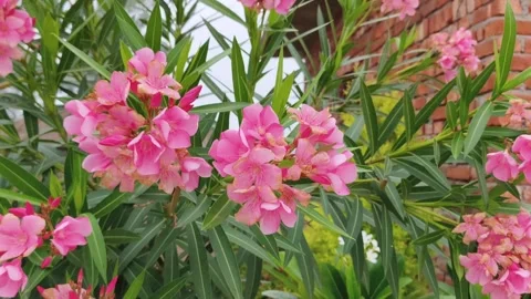 Vibrant Pink Oleander Flowers in Bloom 库存影片 340516681