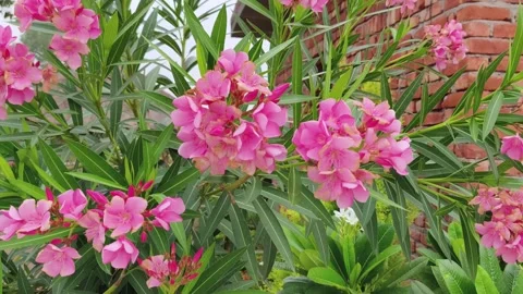 Vibrant Pink Oleander Flowers in Bloom 스톡 동영상 340967991
