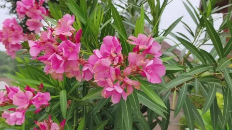 Vibrant Pink Oleander Flowers Close-Up Stock-Footage 340967993