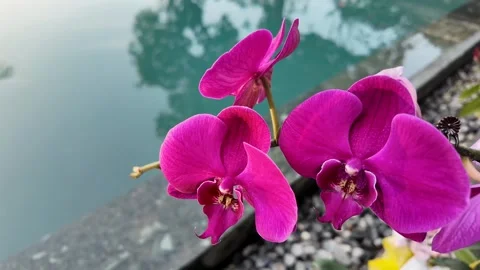 Vibrant Pink Orchids by Water Stock Footage 290080787