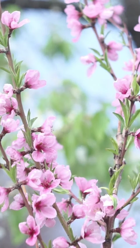 Vibrant Pink Peach Tree Blossoms in Spring Garden Stock Footage 346639387