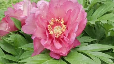 Vibrant Pink Peony in Full Bloom Surrounded by Lush Green Foliage Stock Footage 331903685
