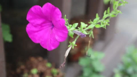Vibrant Pink Petunia Blowing in Wind Stock Footage 332693455