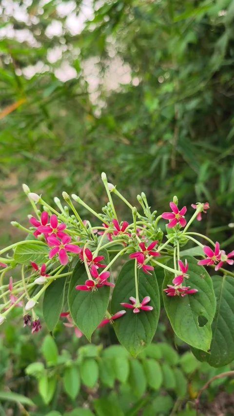 Vibrant Pink Rangoon Creeper Flowers Vidéo 347315790