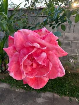 Vibrant pink rose blooming Stock Photos