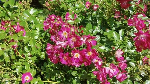 Vibrant pink roses bloom profusely on a lush green bush in bright sunlight Stock Photos