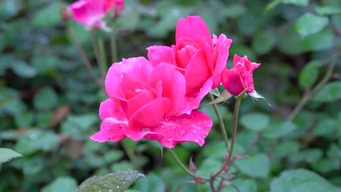 Vibrant Pink Roses With Raindrops In A Lush Garden Setting Stock Footage 342016186