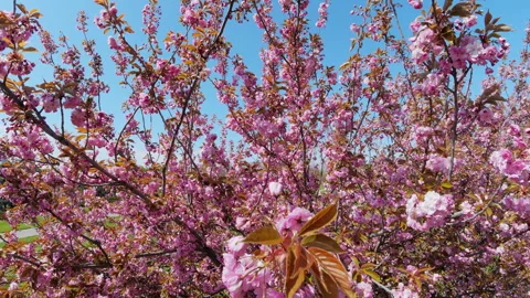 Vibrant Pink Sakura Cherry Blossoms Under A Clear Blue Sky Stock Footage 335203546