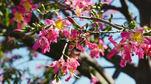 Vibrant Pink Silk Floss Tree Flowers Swaying Gently in the Warm Spring Breeze Stock Footage 342330819