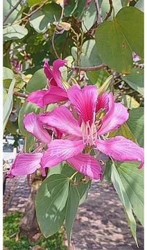 Vibrant pink spring flower Stock Photos