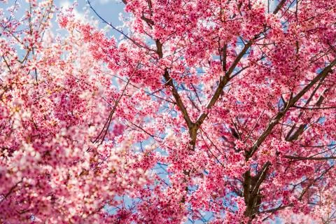 Vibrant Pink Spring Tree Bloom Stock Photos