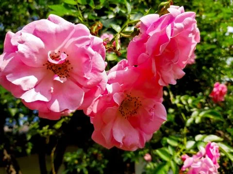 Vibrant Pink Tea Rose Flowers in Full Bloom Against Lush Greenery in a Sunn.. Stock Photos