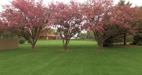 Vibrant Pink Trees Video stock 91777777