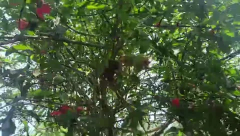 Vibrant pomegranate tree with lush green leaves and red flowers Stock Footage 331661276