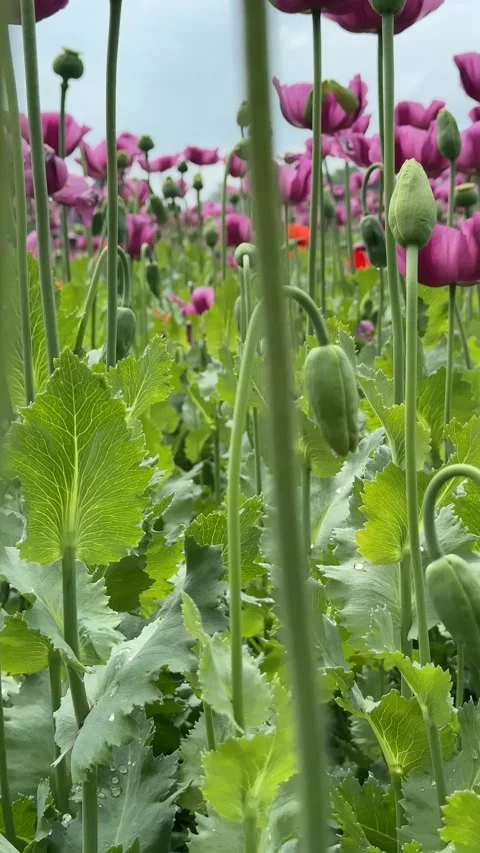 Vibrant Poppy Field Stock Footage 310655541