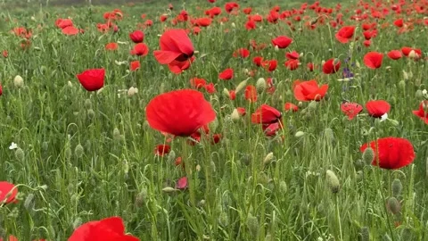Vibrant Poppy Field Stock Footage 310821179