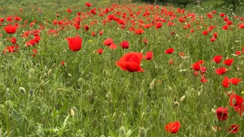 Vibrant Poppy Field Stock Footage 310821541