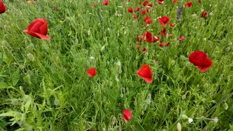 Vibrant Poppy Field Stock Footage 311657646