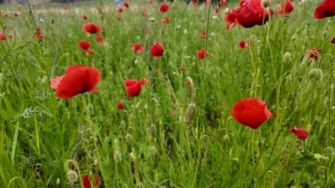 Vibrant Poppy Field Stock Footage 312945198