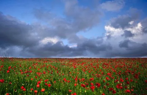 Vibrant poppy fields under moody dramatic sky Stock Photos
