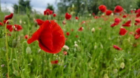 Vibrant Poppy Meadow Stock Footage 312945277